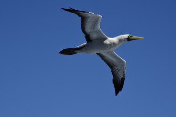 Masked Booby