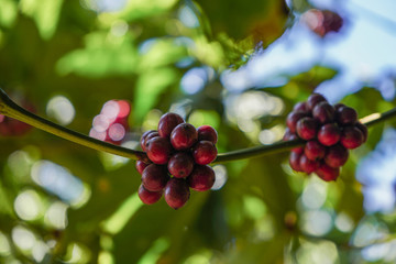 Cute round shaped bunches of coffee beans on the branch of the coffee tree