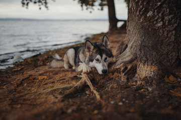 Portrait of dog Alaskan Malamute