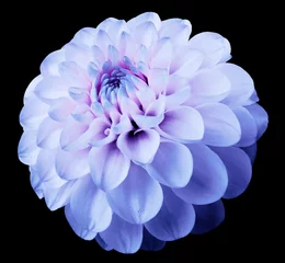 Poster flower light blue dahlia  black isolated background with clipping path. Dew on petals. © nadezhda F