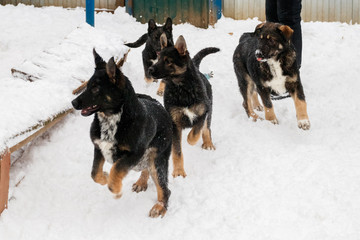Fototapeta na wymiar dogs playing in snow