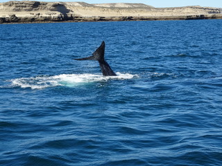 Fototapeta premium Baleine franche australe