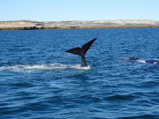 Baleine franche australe