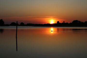Fototapeta na wymiar Sunbeam hits the bird in the sunset on a lovely summer evening in Denmark