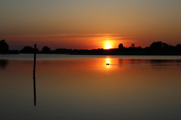 Obraz premium Sunbeam hits the bird in the sunset on a lovely summer evening in Denmark