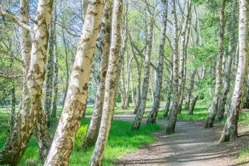 Obraz premium Grove gently leaning birch trees with path