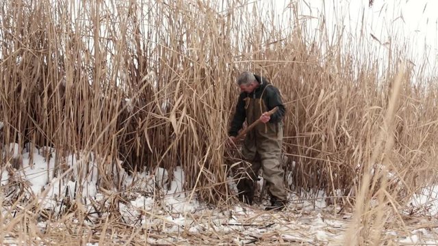 male villager on a frozen lake covered with snow cuts off the dry reeds, to warm the house and burn in the oven. Rural lifestyle