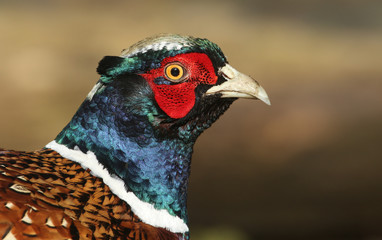 A head shot of a stunning Male Pheasant (Phasianus colchicus).