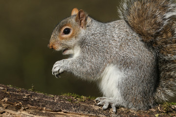 Naklejka na ściany i meble Grey Squirrel (Sciurus carolinensis) sitting on a log. 