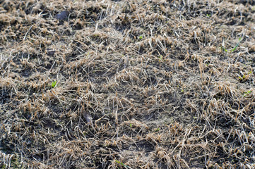 Fallow land covered with dry grass of last year. Background, texture