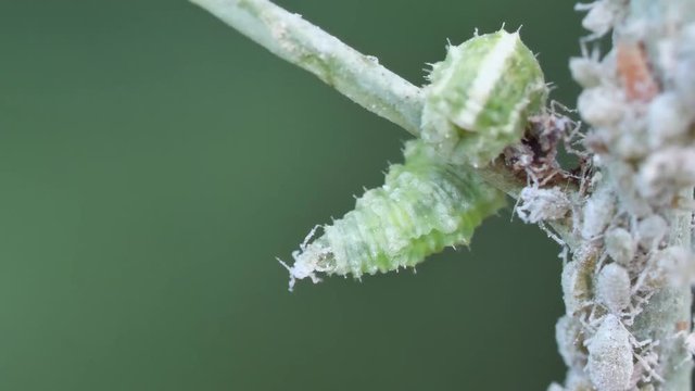 Blattlausr&auml;uber Schwebfliegenlarve frisst eine Blattlaus und saugt sie aus, 3 takes