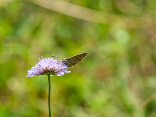 Adonis blue (Polyommatus bellargus) on a Scabious Plant