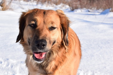 Dog in the snow