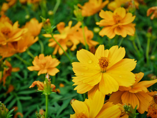 High Angle View of Yellow Flowers Field