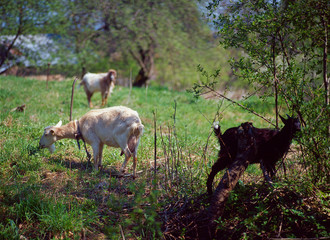 Goats na the grass, Pogorze Przemyskie, Poland
