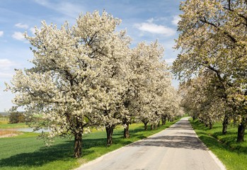 Obraz premium alley of cherry trees white flowering