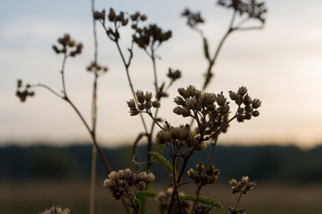 Dry blooming flower brown milfoil. Wild plants in the meadow. Autumn 