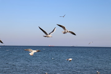 Fototapeta na wymiar Seagulls in free flight 3