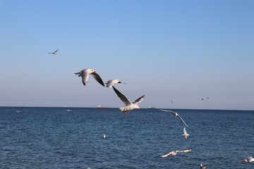 Fototapeta na wymiar Seagulls in free flight 2