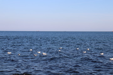 Fototapeta na wymiar Seagulls in the water