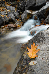 close up of maple leaf lying on rock in fall forest scenery