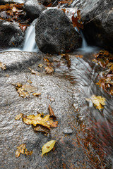 close up of marple leaf lying on rock in fall forest scenery