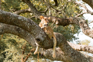 Tree climbing lion