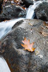 close up of marple leaf lying on rock in fall forest scenery