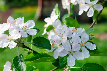 Apple blossom in spring. Natural background.