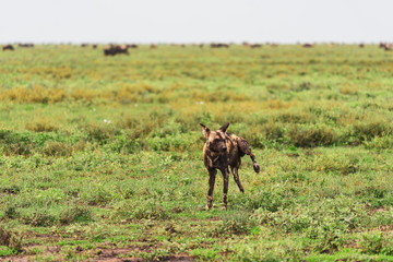 Fototapeta premium Endangered Wild Dogs of Serengeti