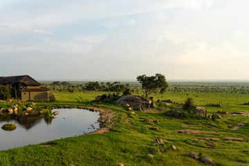 Fototapeta premium Serengeti Savannah
