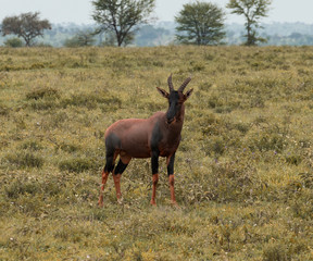 Topi