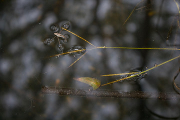 dragonfly on branch