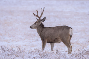 Wild Deer on the High Plains of Colorado