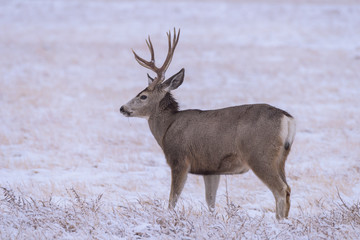 Obraz premium Wild Deer on the High Plains of Colorado