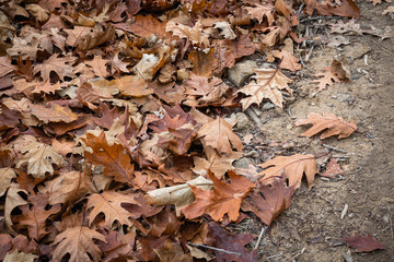 close up of brown maple leaves lying on forest ground pathway