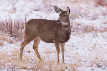 Wild Deer on the High Plains of Colorado