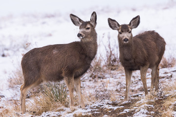 Wild Deer on the High Plains of Colorado