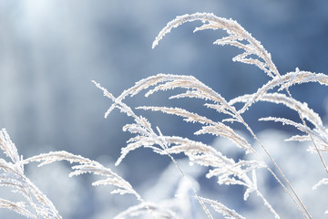 Grass branches frozen in the ice. Frozen grass branch in winter. Branch covered with snow.