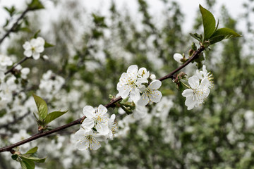 A sprig of white cherry blossoms in the garden