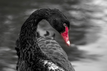 Fototapeta premium Black swan on lake