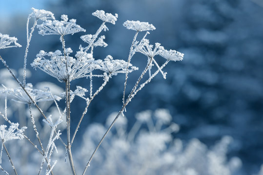 Grass branches frozen in the ice. Frozen grass branch in winter. Branch covered with snow. - Powered by Adobe