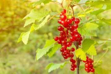 red currant in the garden on a Sunny summer day