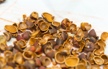 lot of pine nut peel on a white background