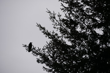 Rabe auf dem Baum