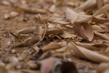 Fall and leaves