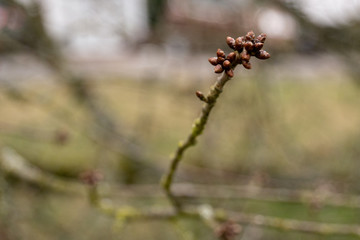 Knospen