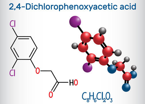 2,4-Dichlorophenoxyacetic acid (2,4-D) molecule. Structural chemical formula and molecule model
