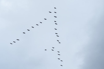 Vogelzug