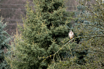Greifvogel auf Baum